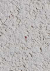 Quimtex Texturado